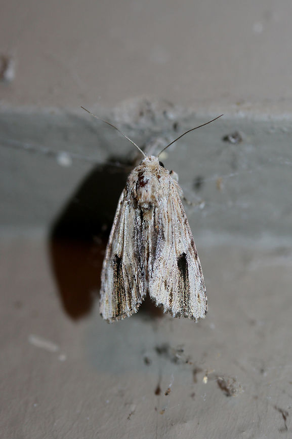 Southern Armyworm Moth (Spodoptera eridania) At porch lights near an overgrown backyard habitat.<br />
<figure class="photo"><a href="https://www.jungledragon.com/image/66038/southern_armyworm_moth_spodoptera_eridania.html" title="Southern Armyworm Moth (Spodoptera eridania)"><img src="https://s3.amazonaws.com/media.jungledragon.com/images/3231/66038_thumb.jpg?AWSAccessKeyId=05GMT0V3GWVNE7GGM1R2&Expires=1767225610&Signature=M1Q1EeSB%2FwNQrY5ilvoBvtJ883A%3D" width="200" height="134" alt="Southern Armyworm Moth (Spodoptera eridania) At porch lights near an overgrown backyard habitat.<br />
https://www.jungledragon.com/image/66039/southern_armyworm_moth_spodoptera_eridania.html<br />
https://www.jungledragon.com/image/66040/southern_armyworm_moth_spodoptera_eridania.html Geotagged,Southern armyworm,Spodoptera eridania,Summer,United States" /></a></figure><br />
<figure class="photo"><a href="https://www.jungledragon.com/image/66039/southern_armyworm_moth_spodoptera_eridania.html" title="Southern Armyworm Moth (Spodoptera eridania)"><img src="https://s3.amazonaws.com/media.jungledragon.com/images/3231/66039_thumb.jpg?AWSAccessKeyId=05GMT0V3GWVNE7GGM1R2&Expires=1767225610&Signature=E8ZwktyiSqFN12GzVgNwMOq0hbk%3D" width="102" height="152" alt="Southern Armyworm Moth (Spodoptera eridania) At porch lights near an overgrown backyard habitat.<br />
https://www.jungledragon.com/image/66038/southern_armyworm_moth_spodoptera_eridania.html<br />
https://www.jungledragon.com/image/66040/southern_armyworm_moth_spodoptera_eridania.html Geotagged,Southern armyworm,Spodoptera eridania,Summer,United States" /></a></figure><br />
 Geotagged,Southern armyworm,Spodoptera eridania,Summer,United States