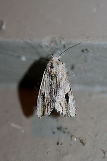 Southern Armyworm Moth (Spodoptera eridania) At porch lights near an overgrown backyard habitat.
https://www.jungledragon.com/image/66038/southern_armyworm_moth_spodoptera_eridania.html
https://www.jungledragon.com/image/66039/southern_armyworm_moth_spodoptera_eridania.html
 Geotagged,Southern armyworm,Spodoptera eridania,Summer,United States