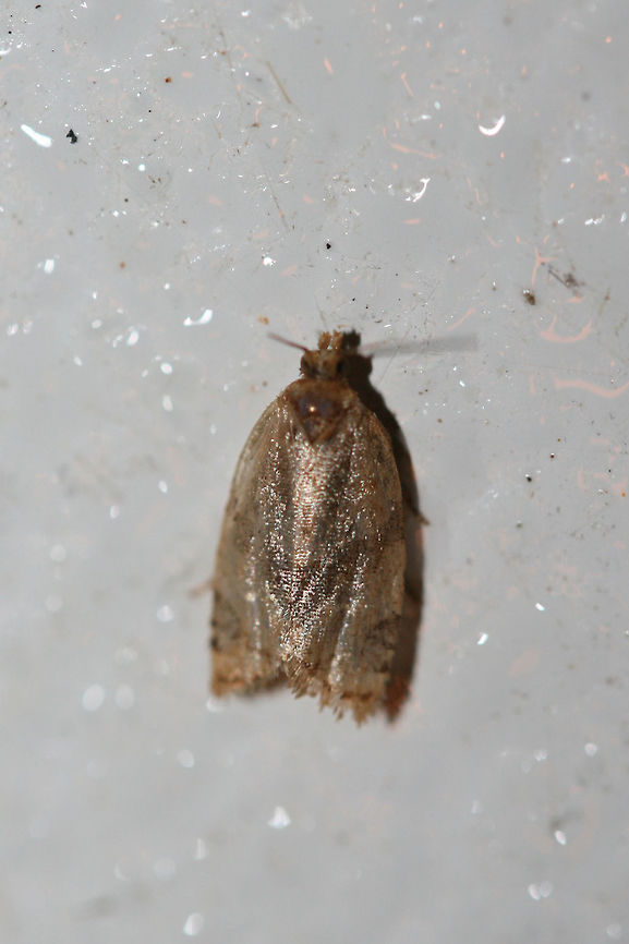Clepsis peritana or Clepsis penetralis C. peritana or C. penetralis.<br />
<br />
At porch lights near an overgrown backyard habitat.<br />
 Clepsis virescana,Geotagged,Summer,United States