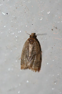 Clepsis peritana or Clepsis penetralis C. peritana or C. penetralis.

At porch lights near an overgrown backyard habitat.
 Clepsis virescana,Geotagged,Summer,United States