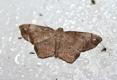 Hypagyrtis sp.? Working on an ID on this one!

At porch lights near an overgrown backyard habitat. Geotagged,Summer,United States