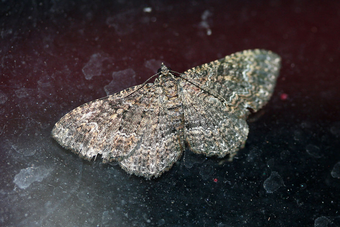 Somber Carpet Moth (Disclisioprocta stellata) At porch light near an overgrown backyard habitat<br />
 Disclisioprocta stellata,Geotagged,Summer,United States