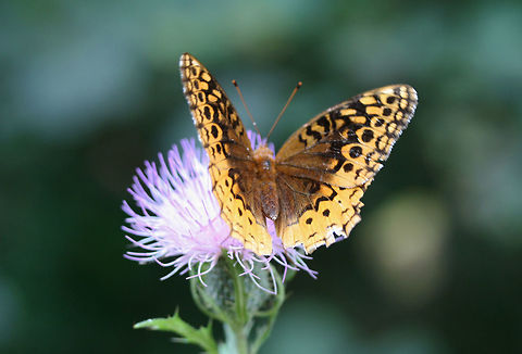 Great Spangled Fritillary (Speyeria cybele) On a dirt roadside, nectaring on Cirsium vulgare.
https://www.jungledragon.com/image/66047/great_spangled_fritillary_speyeria_cybele.html Geotagged,Great Spangled Fritillary,Nymphalidae,Speyeria cybele,Summer,United States,butterflies,butterfly,fritillary,great spangle fritillary,lepidoptera,nymphalid,speyeria