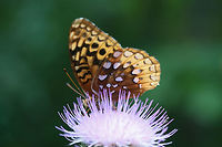 Great Spangled Fritillary (Speyeria cybele) On a dirt roadside, nectaring on Cirsium vulgare.<br />
https://www.jungledragon.com/image/66046/great_spangled_fritillary_speyeria_cybele.html Geotagged,Great Spangled Fritillary,Nymphalidae,Speyeria cybele,Summer,United States,butterflies,butterfly,fritillary,great spangle fritillary,lepidoptera,nymphalid,speyeria