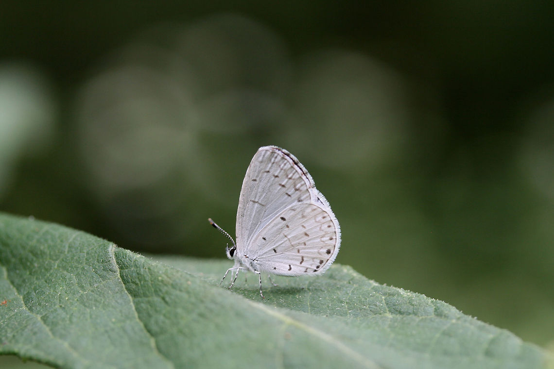Summer Azure (Celastrina neglecta) At the edge of a dense mixed hardwood/coniferous forest in NW Georgia (Gordon County), US.<br />
 Celastrina neglecta,Geotagged,Summer,Summer azure,United States