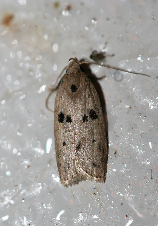 Scythropiodes issikii At porch lights near an overgrown backyard habitat.<br />
State record!<br />
 Geotagged,Scythropiodes issikii,Summer,United States