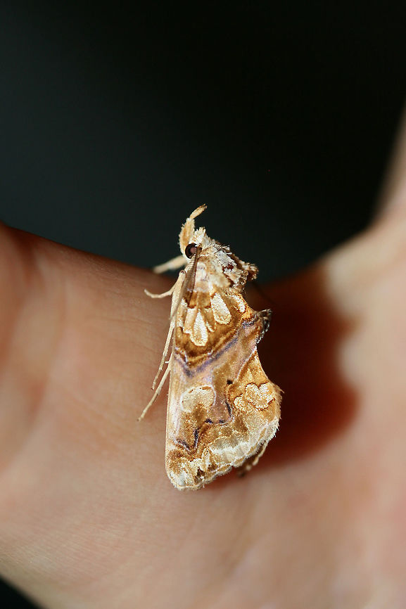 Moonseed Moth (Plusiodonta compressipalpis) At porch lights near an overgrown backyard habitat.<br />
 Geotagged,Moonseed moth,Plusiodonta compressipalpis,Summer,United States