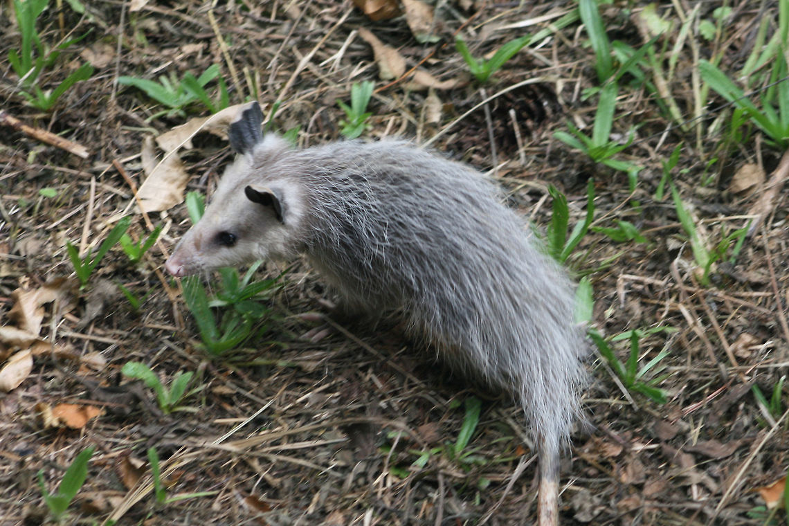Virginia Opossum (Didelphis virginiana) Please excuse the blurriness of the photo! This young opossum was making its way back under our porch. Unfortunately, we have an entire family of these cuties under our crawlspace. They have even invaded our air vents and have caused some damage. We are working on relocating and excluding the family, but it is a very tricky process.<br />
<br />
We haven't seen a mother opossum anywhere around yet, so we are unsure if she has become the victim of a predator or an automobile. This particular individual was roaming around in daylight and its poor vision was quite apparent! It nearly walked right up to my husband!<br />
<br />
The Virginia Opossum is the only marsupial found in North America north of Mexico. Didelphis virginiana,Geotagged,North American opossum,Summer,United States