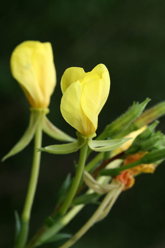 Common Evening-Primrose (Oenothera biennis) Not sure on this ID. I know the genus is correct, but I&#039;m unsure on the species. <br />
In a moist drainage area at the edge of an overgrown backyard habitat in NW Georgia (Gordon County), US. Evening star,Geotagged,Oenothera biennis,Summer,United States