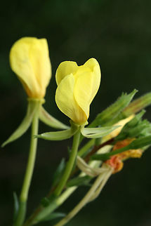 Common Evening-Primrose (Oenothera biennis) Not sure on this ID. I know the genus is correct, but I'm unsure on the species. 
In a moist drainage area at the edge of an overgrown backyard habitat in NW Georgia (Gordon County), US. Evening star,Geotagged,Oenothera biennis,Summer,United States