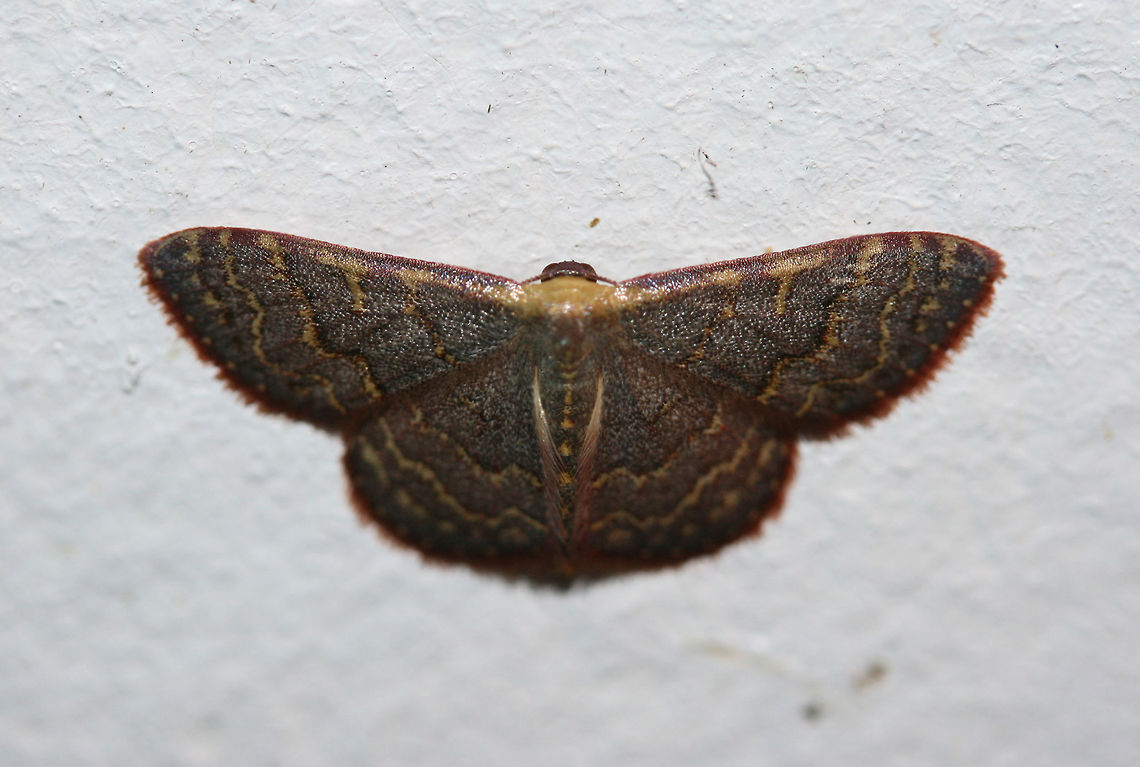 Pannaria Wave (Leptostales pannaria) At porch lights near an overgrown backyard habitat. Geotagged,Leptostales pannaria,Pannaria Wave Moth,Summer,United States