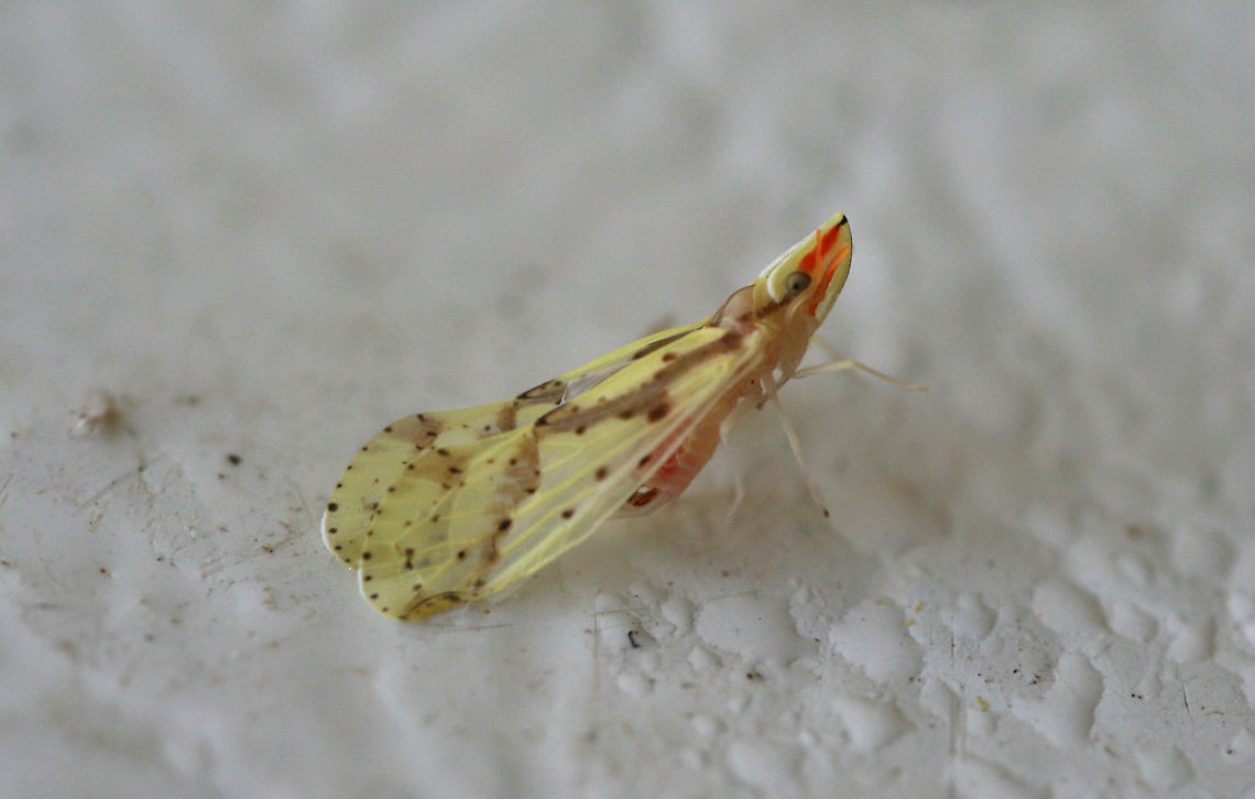 Derbid Planthopper (Otiocerus wolfii) At porchlights near an overgrown backyard habitat.<br />
 Geotagged,Otiocerus wolfii,Summer,United States