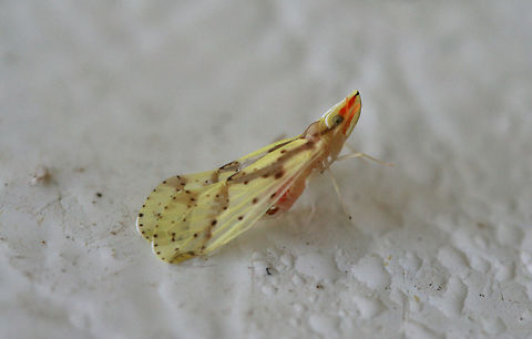 Derbid Planthopper (Otiocerus wolfii) At porchlights near an overgrown backyard habitat.
 Geotagged,Otiocerus wolfii,Summer,United States
