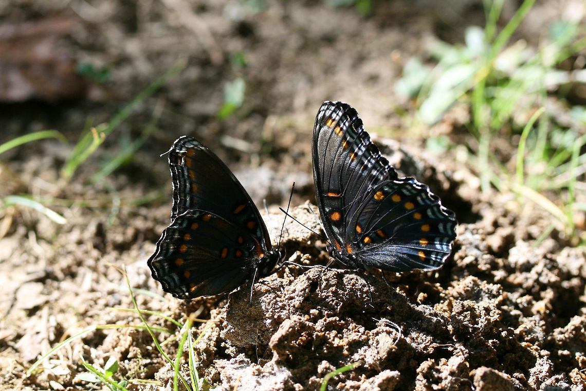 'Astyanax' Red-spotted Purple (Limenitis arthemis astyanax) Nectaring on dog feces in a public park in Floyd County, GA.<br />
<br />
I guess some good came of a person not cleaning up their pet&#039;s mess! Geotagged,Limenitis arthemis,Red-spotted purpleWhite admiral,Summer,United States,White Admiral or Red-spotted Purple
