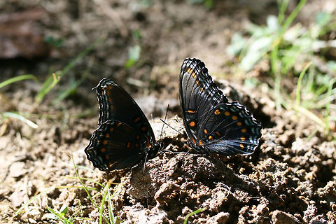 'Astyanax' Red-spotted Purple (Limenitis arthemis astyanax) Nectaring on dog feces in a public park in Floyd County, GA.

I guess some good came of a person not cleaning up their pet's mess! Geotagged,Limenitis arthemis,Red-spotted purpleWhite admiral,Summer,United States,White Admiral or Red-spotted Purple