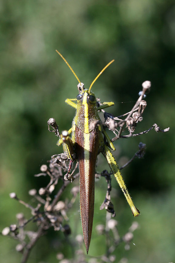 Obscure Bird Grasshopper (Schistocerca obscura) On kudzu and other plants at the edge of a trail at a public park in Floyd County, GA.<br />
<figure class="photo"><a href="https://www.jungledragon.com/image/66135/obscure_bird_grasshopper_schistocerca_obscura.html" title="Obscure Bird Grasshopper (Schistocerca obscura)"><img src="https://s3.amazonaws.com/media.jungledragon.com/images/3231/66135_thumb.jpg?AWSAccessKeyId=05GMT0V3GWVNE7GGM1R2&Expires=1767225610&Signature=J4%2B%2BZy5ISixA6uUMSu5s9CADxA4%3D" width="102" height="152" alt="Obscure Bird Grasshopper (Schistocerca obscura) On kudzu and other plants at the edge of a trail at a public park in Floyd County, GA.<br />
https://www.jungledragon.com/image/66134/obscure_bird_grasshopper_schistocerca_obscura.html<br />
 Geotagged,Obscure Bird Grasshopper,Schistocerca obscura,Summer,United States" /></a></figure> Geotagged,Obscure Bird Grasshopper,Schistocerca obscura,Summer,United States