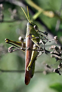 Obscure Bird Grasshopper (Schistocerca obscura) On kudzu and other plants at the edge of a trail at a public park in Floyd County, GA.
https://www.jungledragon.com/image/66134/obscure_bird_grasshopper_schistocerca_obscura.html
 Geotagged,Obscure Bird Grasshopper,Schistocerca obscura,Summer,United States