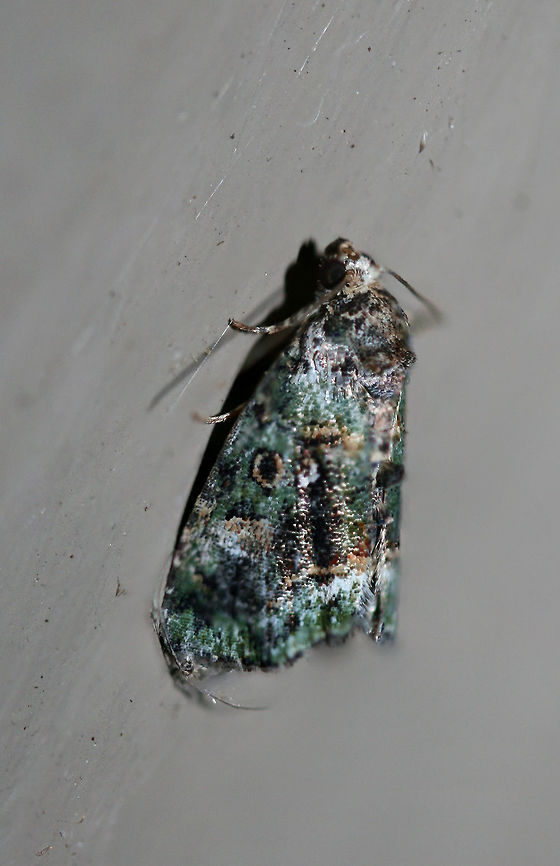 Small Mossy Lithacodia Moth (Lithacodia musta) At porch lights near an overgrown backyard habitat.<br />
<br />
Please excuse the subpar shots!<br />
<figure class="photo"><a href="https://www.jungledragon.com/image/66147/small_mossy_lithacodia_moth_lithacodia_musta.html" title="Small Mossy Lithacodia Moth (Lithacodia musta)"><img src="https://s3.amazonaws.com/media.jungledragon.com/images/3231/66147_thumb.jpg?AWSAccessKeyId=05GMT0V3GWVNE7GGM1R2&Expires=1759968010&Signature=mTaOH%2FfLccLMpNY5znnaQZyrGo0%3D" width="102" height="152" alt="Small Mossy Lithacodia Moth (Lithacodia musta) At porch lights near an overgrown backyard habitat.<br />
<br />
Please excuse the subpar shots!<br />
https://www.jungledragon.com/image/66146/small_mossy_lithacodia_moth_lithacodia_musta.html Deltote musta,Geotagged,Summer,United States" /></a></figure> Deltote musta,Geotagged,Summer,United States