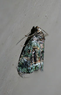 Small Mossy Lithacodia Moth (Lithacodia musta) At porch lights near an overgrown backyard habitat.

Please excuse the subpar shots!
https://www.jungledragon.com/image/66147/small_mossy_lithacodia_moth_lithacodia_musta.html Deltote musta,Geotagged,Summer,United States