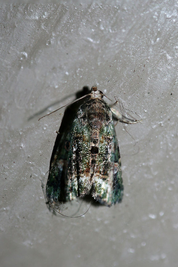 Small Mossy Lithacodia Moth (Lithacodia musta) At porch lights near an overgrown backyard habitat.<br />
<br />
Please excuse the subpar shots!<br />
<figure class="photo"><a href="https://www.jungledragon.com/image/66146/small_mossy_lithacodia_moth_lithacodia_musta.html" title="Small Mossy Lithacodia Moth (Lithacodia musta)"><img src="https://s3.amazonaws.com/media.jungledragon.com/images/3231/66146_thumb.jpg?AWSAccessKeyId=05GMT0V3GWVNE7GGM1R2&Expires=1759968010&Signature=8mVNpm8LbZgiKP%2FvkKvoeUiUCZE%3D" width="100" height="152" alt="Small Mossy Lithacodia Moth (Lithacodia musta) At porch lights near an overgrown backyard habitat.<br />
<br />
Please excuse the subpar shots!<br />
https://www.jungledragon.com/image/66147/small_mossy_lithacodia_moth_lithacodia_musta.html Deltote musta,Geotagged,Summer,United States" /></a></figure> Deltote musta,Geotagged,Summer,United States