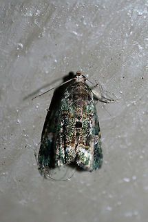 Small Mossy Lithacodia Moth (Lithacodia musta) At porch lights near an overgrown backyard habitat.

Please excuse the subpar shots!
https://www.jungledragon.com/image/66146/small_mossy_lithacodia_moth_lithacodia_musta.html Deltote musta,Geotagged,Summer,United States