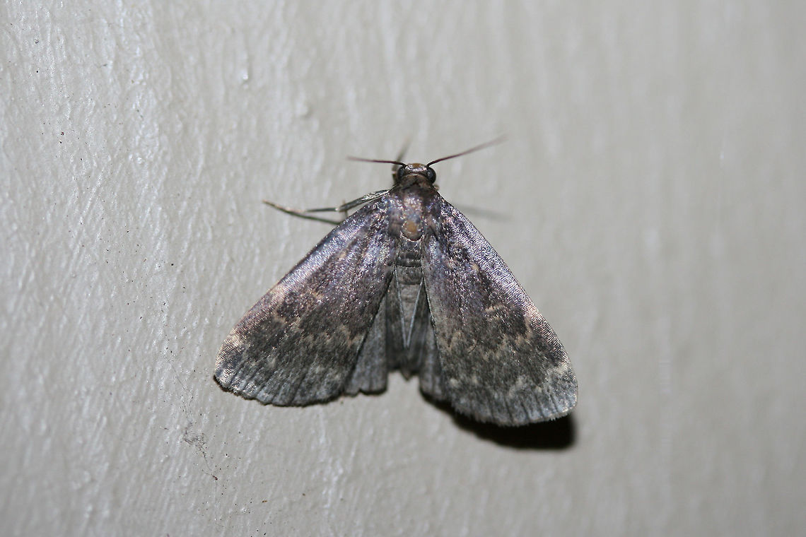 Glossy Black Idia Moth (Idia lubricalis) At porch lights near an overgrown backyard habitat.<br />
 Geotagged,Idia lubricalis,Summer,United States