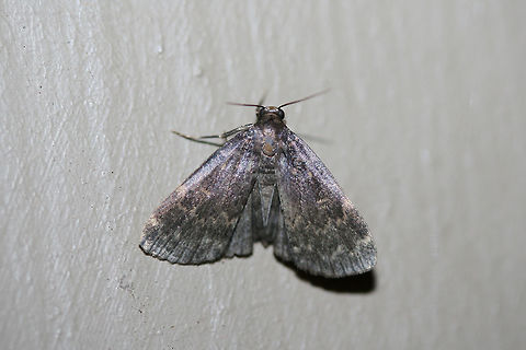 Glossy Black Idia Moth (Idia lubricalis) At porch lights near an overgrown backyard habitat.
 Geotagged,Idia lubricalis,Summer,United States