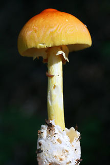 Amanita sect. Caesareae Growing in leaf litter in a dense mixed hardwood/coniferous forest.
https://www.jungledragon.com/image/66151/amanita_sect._caesareae.html
https://www.jungledragon.com/image/66150/amanita_sect._caesareae.html Geotagged,Summer,United States
