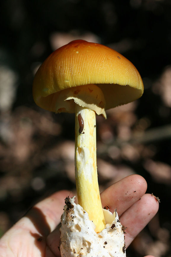 Amanita sect. Caesareae Growing in leaf litter in a dense mixed hardwood/coniferous forest.<br />
<figure class="photo"><a href="https://www.jungledragon.com/image/66151/amanita_sect._caesareae.html" title="Amanita sect. Caesareae"><img src="https://s3.amazonaws.com/media.jungledragon.com/images/3231/66151_thumb.jpg?AWSAccessKeyId=05GMT0V3GWVNE7GGM1R2&Expires=1759968010&Signature=8EdQkSU%2BGNIe%2F7rkHWK2oax85ls%3D" width="200" height="134" alt="Amanita sect. Caesareae Growing in leaf litter in a dense mixed hardwood/coniferous forest.<br />
https://www.jungledragon.com/image/66149/amanita_sect._caesareae.html<br />
https://www.jungledragon.com/image/66150/amanita_sect._caesareae.html Geotagged,Summer,United States" /></a></figure><br />
<figure class="photo"><a href="https://www.jungledragon.com/image/66149/amanita_sect._caesareae.html" title="Amanita sect. Caesareae"><img src="https://s3.amazonaws.com/media.jungledragon.com/images/3231/66149_thumb.jpg?AWSAccessKeyId=05GMT0V3GWVNE7GGM1R2&Expires=1759968010&Signature=nxRxdaaYNPAAz559QjOdAgq07%2Fk%3D" width="102" height="152" alt="Amanita sect. Caesareae Growing in leaf litter in a dense mixed hardwood/coniferous forest.<br />
https://www.jungledragon.com/image/66151/amanita_sect._caesareae.html<br />
https://www.jungledragon.com/image/66150/amanita_sect._caesareae.html Geotagged,Summer,United States" /></a></figure> Geotagged,Summer,United States