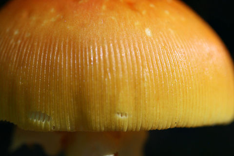 Amanita sect. Caesareae Growing in leaf litter in a dense mixed hardwood/coniferous forest.
https://www.jungledragon.com/image/66149/amanita_sect._caesareae.html
https://www.jungledragon.com/image/66150/amanita_sect._caesareae.html Geotagged,Summer,United States