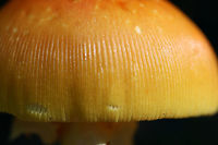 Amanita sect. Caesareae Growing in leaf litter in a dense mixed hardwood/coniferous forest.<br />
https://www.jungledragon.com/image/66149/amanita_sect._caesareae.html<br />
https://www.jungledragon.com/image/66150/amanita_sect._caesareae.html Geotagged,Summer,United States