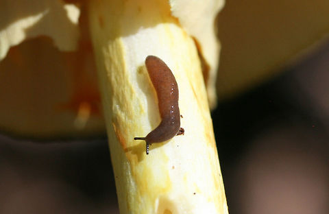 Unknown Slug ID help is much appreciated! In a dense mixed hardwood/coniferous forest. Feeding on Amanita sect. Caesareae. Gordon County, GA, US. August 3, 2018. Geotagged,Summer,United States