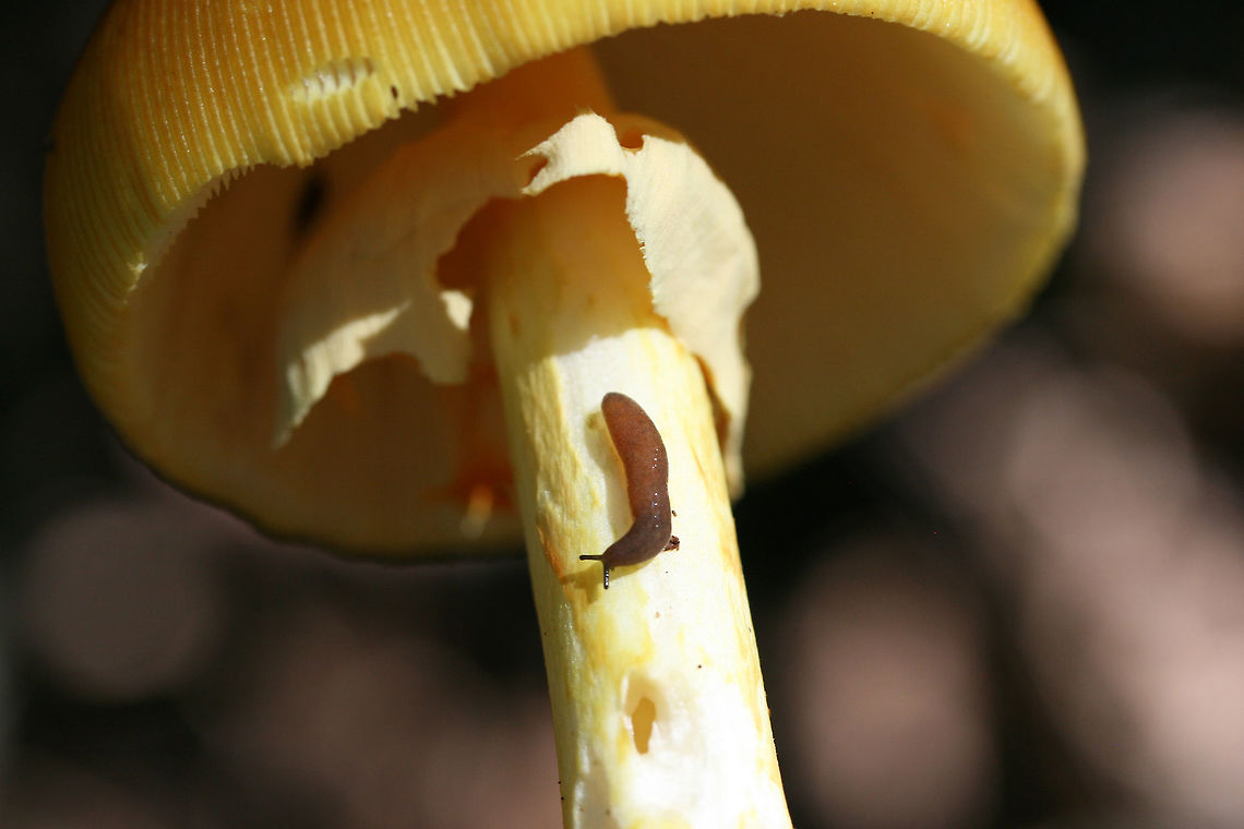 Unknown Slug ID help is much appreciated! In a dense mixed hardwood/coniferous forest. Feeding on Amanita sect. Caesareae. Gordon County, GA, US. August 3, 2018. Geotagged,Summer,United States