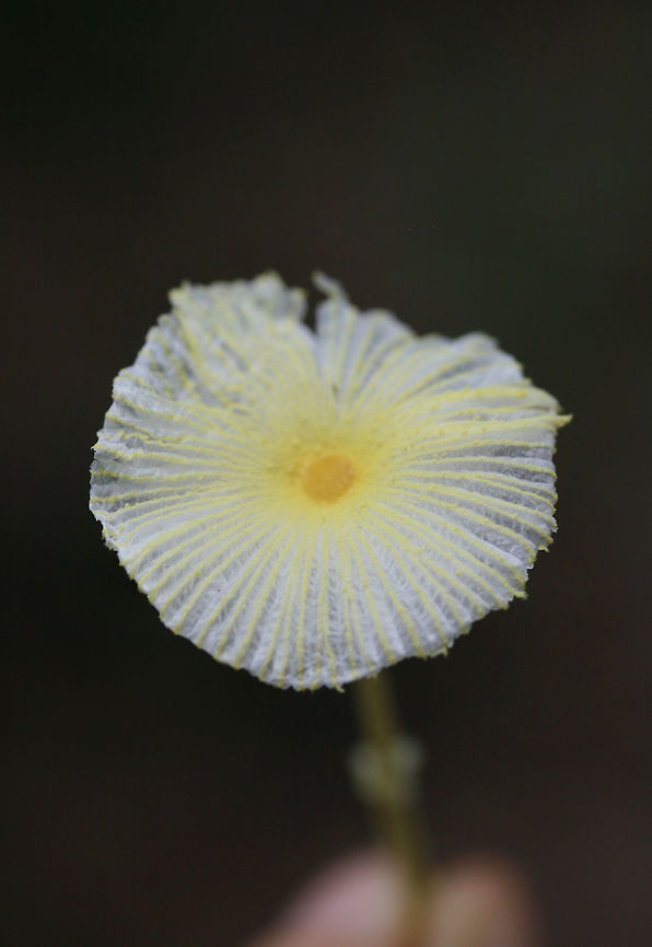 Fragile Dapperling (Leucocoprinus fragilissimus) In a dense mixed hardwood/coniferous forest in NW Georgia (Gordon County), US.<br />
<br />
As the name implies, this mushroom was quite fragile. It fell apart soon after photographing it! Geotagged,Leucocoprinus fragilissimus,Summer,United States