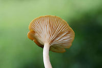 Ringless Honey Mushrooms (Armillaria tabescens) Growing in a grassy area beneath maple trees in an overgrown backyard habitat.<br />
https://www.jungledragon.com/image/66159/ringless_honey_mushrooms_armillaria_tabescens.html<br />
https://www.jungledragon.com/image/66158/ringless_honey_mushrooms_armillaria_tabescens.html Armillaria tabescens,Geotagged,Ringless Honey Mushroom,Summer,United States