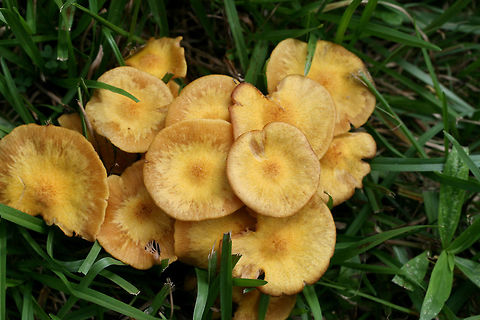 Ringless Honey Mushrooms (Armillaria tabescens) Growing in a grassy area beneath maple trees in an overgrown backyard habitat.
https://www.jungledragon.com/image/66157/ringless_honey_mushrooms_armillaria_tabescens.html
https://www.jungledragon.com/image/66159/ringless_honey_mushrooms_armillaria_tabescens.html Armillaria tabescens,Geotagged,Ringless Honey Mushroom,Summer,United States