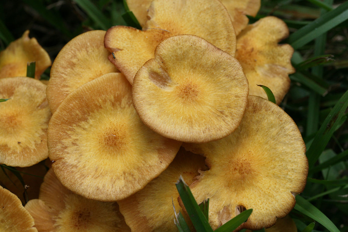 Ringless Honey Mushrooms (Armillaria tabescens) Growing in a grassy area beneath maple trees in an overgrown backyard habitat.<br />
<figure class="photo"><a href="https://www.jungledragon.com/image/66157/ringless_honey_mushrooms_armillaria_tabescens.html" title="Ringless Honey Mushrooms (Armillaria tabescens)"><img src="https://s3.amazonaws.com/media.jungledragon.com/images/3231/66157_thumb.jpg?AWSAccessKeyId=05GMT0V3GWVNE7GGM1R2&Expires=1767225610&Signature=E3ckweuYGyJuDUVL6Grn78tISE0%3D" width="200" height="134" alt="Ringless Honey Mushrooms (Armillaria tabescens) Growing in a grassy area beneath maple trees in an overgrown backyard habitat.<br />
https://www.jungledragon.com/image/66159/ringless_honey_mushrooms_armillaria_tabescens.html<br />
https://www.jungledragon.com/image/66158/ringless_honey_mushrooms_armillaria_tabescens.html Armillaria tabescens,Geotagged,Ringless Honey Mushroom,Summer,United States" /></a></figure><br />
<figure class="photo"><a href="https://www.jungledragon.com/image/66158/ringless_honey_mushrooms_armillaria_tabescens.html" title="Ringless Honey Mushrooms (Armillaria tabescens)"><img src="https://s3.amazonaws.com/media.jungledragon.com/images/3231/66158_thumb.jpg?AWSAccessKeyId=05GMT0V3GWVNE7GGM1R2&Expires=1767225610&Signature=rhMHpxCQZ9Nvyc03nZpXoGAOCSA%3D" width="200" height="134" alt="Ringless Honey Mushrooms (Armillaria tabescens) Growing in a grassy area beneath maple trees in an overgrown backyard habitat.<br />
https://www.jungledragon.com/image/66157/ringless_honey_mushrooms_armillaria_tabescens.html<br />
https://www.jungledragon.com/image/66159/ringless_honey_mushrooms_armillaria_tabescens.html Armillaria tabescens,Geotagged,Ringless Honey Mushroom,Summer,United States" /></a></figure> Armillaria tabescens,Geotagged,Ringless Honey Mushroom,Summer,United States