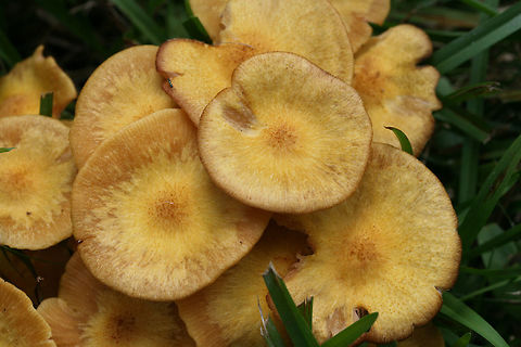 Ringless Honey Mushrooms (Armillaria tabescens) Growing in a grassy area beneath maple trees in an overgrown backyard habitat.
https://www.jungledragon.com/image/66157/ringless_honey_mushrooms_armillaria_tabescens.html
https://www.jungledragon.com/image/66158/ringless_honey_mushrooms_armillaria_tabescens.html Armillaria tabescens,Geotagged,Ringless Honey Mushroom,Summer,United States