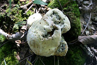 Bolete Eater (Hypomyces chrysospermus) At the edge of a dense mixed hardwood/coniferous forest in NW Georgia (Gordon County), US. <br />
<br />
In this case, this parasitic fungus has parasitized Aureoboletus mushrooms.<br />
https://www.jungledragon.com/image/66164/bolete_eater_hypomyces_chrysospermus.html<br />
<br />
Unparasitized specimen:<br />
https://www.jungledragon.com/image/66165/aureoboletus_sp.html Bolete eater,Geotagged,Hypomyces chrysospermus,Summer,United States