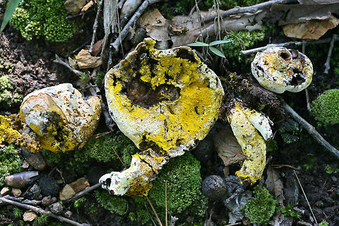 Bolete Eater (Hypomyces chrysospermus) At the edge of a dense mixed hardwood/coniferous forest in NW Georgia (Gordon County), US. 
In this case, this parasitic fungus has parasitized Aureoboletus mushrooms.
https://www.jungledragon.com/image/66163/bolete_eater_hypomyces_chrysospermus.html
Unparasitized specimen:
https://www.jungledragon.com/image/66165/aureoboletus_sp.html
 Bolete eater,Geotagged,Hypomyces chrysospermus,Summer,United States