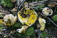 Bolete Eater (Hypomyces chrysospermus) At the edge of a dense mixed hardwood/coniferous forest in NW Georgia (Gordon County), US. <br />
<br />
In this case, this parasitic fungus has parasitized Aureoboletus mushrooms.<br />
https://www.jungledragon.com/image/66163/bolete_eater_hypomyces_chrysospermus.html<br />
<br />
Unparasitized specimen:<br />
https://www.jungledragon.com/image/66165/aureoboletus_sp.html<br />
Bolete eater,Geotagged,Hypomyces chrysospermus,Summer,United States
