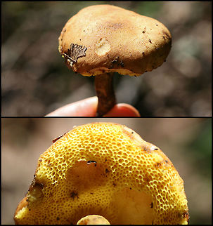 Aureoboletus sp. This specimen was unparasitized by Bolete Eater (Hypomyces chrysospermus) but was growing nearby. 

At the edge of a dense mixed hardwood/coniferous forest in NW Georgia (Gordon County), US. Does not stain when cut.

Infected specimens:
https://www.jungledragon.com/image/66164/bolete_eater_hypomyces_chrysospermus.html
https://www.jungledragon.com/image/66163/bolete_eater_hypomyces_chrysospermus.html Geotagged,United States