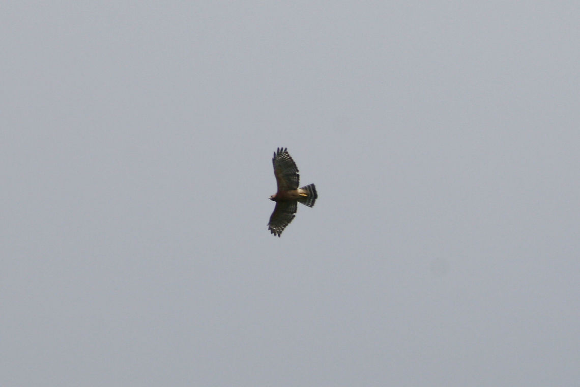 Red-shouldered Hawk (Buteo lineatus) Circling high above a wetland habitat in Floyd County, GA. I wish I had recorded audio! It was letting out some beautiful calls!<br />
<figure class="photo"><a href="https://www.jungledragon.com/image/66206/red-shouldered_hawk_buteo_lineatus.html" title="Red-shouldered Hawk (Buteo lineatus)"><img src="https://s3.amazonaws.com/media.jungledragon.com/images/3231/66206_thumb.jpg?AWSAccessKeyId=05GMT0V3GWVNE7GGM1R2&Expires=1767225610&Signature=KeCOnR4Rf7JEr3yqDwdZO6Jx37M%3D" width="200" height="134" alt="Red-shouldered Hawk (Buteo lineatus) Circling high above a wetland habitat in Floyd County, GA. I wish I had recorded audio! It was letting out some beautiful calls!<br />
https://www.jungledragon.com/image/66205/red-shouldered_hawk_buteo_lineatus.html<br />
If you are curious about the calls I was hearing, here is a video (not mine):<br />
https://youtu.be/WbILkW8NwsU Buteo lineatus,Geotagged,Red-shouldered Hawk,Summer,United States" /></a></figure><br />
<br />
If you are curious about the calls I was hearing, here is a video (not mine):<br />
<section class="video"><iframe width="448" height="282" src="https://www.youtube-nocookie.com/embed/WbILkW8NwsU?hd=1&autoplay=0&rel=0" frameborder="0" allowfullscreen></iframe></section> Buteo lineatus,Geotagged,Red-shouldered Hawk,Summer,United States