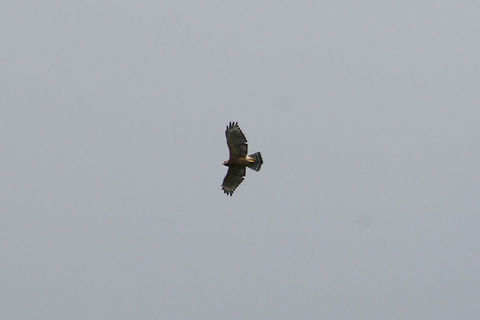 Red-shouldered Hawk (Buteo lineatus) Circling high above a wetland habitat in Floyd County, GA. I wish I had recorded audio! It was letting out some beautiful calls!
https://www.jungledragon.com/image/66206/red-shouldered_hawk_buteo_lineatus.html

If you are curious about the calls I was hearing, here is a video (not mine):
https://youtu.be/WbILkW8NwsU Buteo lineatus,Geotagged,Red-shouldered Hawk,Summer,United States