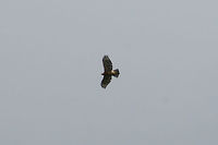 Red-shouldered Hawk (Buteo lineatus) Circling high above a wetland habitat in Floyd County, GA. I wish I had recorded audio! It was letting out some beautiful calls!<br />
https://www.jungledragon.com/image/66206/red-shouldered_hawk_buteo_lineatus.html<br />
<br />
If you are curious about the calls I was hearing, here is a video (not mine):<br />
https://youtu.be/WbILkW8NwsU Buteo lineatus,Geotagged,Red-shouldered Hawk,Summer,United States