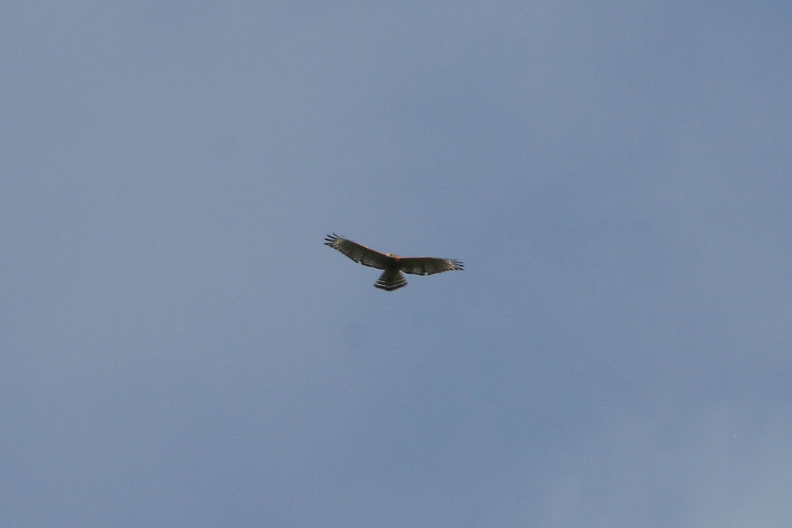 Red-shouldered Hawk (Buteo lineatus) Circling high above a wetland habitat in Floyd County, GA. I wish I had recorded audio! It was letting out some beautiful calls!<br />
<figure class="photo"><a href="https://www.jungledragon.com/image/66205/red-shouldered_hawk_buteo_lineatus.html" title="Red-shouldered Hawk (Buteo lineatus)"><img src="https://s3.amazonaws.com/media.jungledragon.com/images/3231/66205_thumb.jpg?AWSAccessKeyId=05GMT0V3GWVNE7GGM1R2&Expires=1767225610&Signature=b0X28DvkCSd9k3y3qssj7K%2B2248%3D" width="200" height="134" alt="Red-shouldered Hawk (Buteo lineatus) Circling high above a wetland habitat in Floyd County, GA. I wish I had recorded audio! It was letting out some beautiful calls!<br />
https://www.jungledragon.com/image/66206/red-shouldered_hawk_buteo_lineatus.html<br />
<br />
If you are curious about the calls I was hearing, here is a video (not mine):<br />
https://youtu.be/WbILkW8NwsU Buteo lineatus,Geotagged,Red-shouldered Hawk,Summer,United States" /></a></figure><br />
If you are curious about the calls I was hearing, here is a video (not mine):<br />
<section class="video"><iframe width="448" height="282" src="https://www.youtube-nocookie.com/embed/WbILkW8NwsU?hd=1&autoplay=0&rel=0" frameborder="0" allowfullscreen></iframe></section> Buteo lineatus,Geotagged,Red-shouldered Hawk,Summer,United States