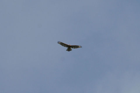 Red-shouldered Hawk (Buteo lineatus) Circling high above a wetland habitat in Floyd County, GA. I wish I had recorded audio! It was letting out some beautiful calls!
https://www.jungledragon.com/image/66205/red-shouldered_hawk_buteo_lineatus.html
If you are curious about the calls I was hearing, here is a video (not mine):
https://youtu.be/WbILkW8NwsU Buteo lineatus,Geotagged,Red-shouldered Hawk,Summer,United States