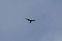 Red-shouldered Hawk (Buteo lineatus) Circling high above a wetland habitat in Floyd County, GA. I wish I had recorded audio! It was letting out some beautiful calls!<br />
https://www.jungledragon.com/image/66205/red-shouldered_hawk_buteo_lineatus.html<br />
If you are curious about the calls I was hearing, here is a video (not mine):<br />
https://youtu.be/WbILkW8NwsU Buteo lineatus,Geotagged,Red-shouldered Hawk,Summer,United States