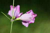 Purple False Foxglove (Agalinis purpurea) At the edge of a wetland in Floyd County, GA.<br />
https://www.jungledragon.com/image/66209/purple_false_foxglove_agalinis_purpurea.html<br />
https://www.jungledragon.com/image/66208/purple_false_foxglove_agalinis_purpurea.html<br />
Like many other members of the Orobanchaceae family, Agalinis purpurea is a hemiparasitic plant. It uses haustoria to make a connection to the roots of host plants, siphoning nutrients from them. However, this species also has photosynthetic capabilities and can produce its own energy sources. The Agalinis genus is the largest genus of hemiparasitic plants in the eastern US. Agalinis purpurea,Geotagged,Summer,United States