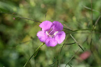 Purple False Foxglove (Agalinis purpurea) At the edge of a wetland in Floyd County, GA.<br />
https://www.jungledragon.com/image/66209/purple_false_foxglove_agalinis_purpurea.html<br />
https://www.jungledragon.com/image/66207/purple_false_foxglove_agalinis_purpurea.html<br />
Like many other members of the Orobanchaceae family, Agalinis purpurea is a hemiparasitic plant. It uses haustoria to make a connection to the roots of host plants, siphoning nutrients from them. However, this species also has photosynthetic capabilities and can produce its own energy sources. The Agalinis genus is the largest genus of hemiparasitic plants in the eastern US. Agalinis purpurea,Geotagged,Summer,United States,wetland,wetlands